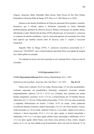 100 
 
Alagoas, Amazonas, Bahia, Maranhão, Mato Grosso, Mato Grosso do Sul, Pará, Paraná,
Pernambuco e Roraima (Pabst & Dungs 1975; Silva et al. 1995; Barros et al. 2010).
Destaca-se das demais Orchidaceae da Flona por apresentar flores grandes e amarelas.
Ressalta-se que a referida espécie é facilmente encontrada na Flona, habitando
preferencialmente palmeiras de Mauritia flexuosa Wallace (Arecaceae), em grandes alturas,
dificultando a coleta. Dunsterville & Garay (1976) informam que, na Venezuela, V. palmarum
se comporta de maneira semelhante, e que às vezes pode aparecer em associação com outras
duas espécies que também crescem sobre M. flexuosa, como V. wrightii e Catasetum
longifolium.
Segundo Pabst & Dungs (1975), V. palmarum encontra-se posicionada na V.
chamissonis “ALLIANCE”, que é caracterizada por apresentar flores com sépalas de margem
lisa e labelo glabro ou carenado.
Foi coletada em locais com forte exposição ao sol, ostentado flores e frutos no mês de
novembro.
3.3.24 Zygosepalum Rchb. f.
3.3.24.1 Zygosepalum labiosum (Rich.) Garay, Orquideología 1(3): 2. 1967.
Epidendrum labiosum Rich., Actes Soc. Hist. Nat. Paris 1: 112. 1972. Fig. 26 A-F
Planta ereta a subereta, 28-33 cm compr. Rizoma longo, 3-5 cm entre pseudobulbos.
Caulomas espessados em pseudobulbos, fortemente compressos, levemente sulcados
longitudinalmente, elípticos, 3,5-7,5 x 1,5-3,5 cm, 2-foliados, base encoberta por muitas
bainhas triangulares, escariosas, 4-5,5 x 2-3 cm, e posteriormente por 2-4 bainhas foliosas,
imbricantes 6,5-7 x 1,8-2 cm. Folhas elíptico-lanceoladas, 17-28 x 2-4,5 cm, ápice acuminado
a cuspidado. Inflorescência em racemo, 1-3-flora, 12-27 cm compr., axilar, pedúnculo
revestido por brácteas escariosas, elíptico-lanceoladas, 2-4 x 0,7 cm. Flores grandes, vistosas,
verde-arroxeadas, ca. 10 cm compr., pedicelo+ovário ca. 3 cm compr.; sépalas livres entre si,
coriáceas, a dorsal lanceolada, 4,5-5 x 1-1,3 cm, ápice agudo, as laterais lanceoladas a
subfalcadas, 4-4,5 x ca. 1 cm, ápice agudo; pétalas eretas, lanceoladas a subfalcadas, 4,5-5 x
1-1,3 cm, ápice agudo; labelo branco com listras roxas próximo a base, inteiro, margem
inteira, ca. 4 x 2,5 cm, base adnada ao pé do ginostêmio, disco com calo em forma de “u” na
 