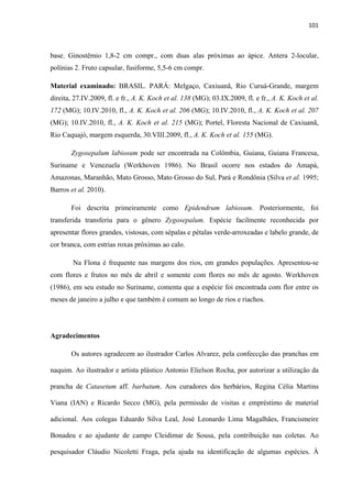101 
 
base. Ginostêmio 1,8-2 cm compr., com duas alas próximas ao ápice. Antera 2-locular,
polínias 2. Fruto capsular, fusiforme, 5,5-6 cm compr.
Material examinado: BRASIL. PARÁ: Melgaço, Caxiuanã, Rio Curuá-Grande, margem
direita, 27.IV.2009, fl. e fr., A. K. Koch et al. 138 (MG); 03.IX.2009, fl. e fr., A. K. Koch et al.
172 (MG); 10.IV.2010, fl., A. K. Koch et al. 206 (MG); 10.IV.2010, fl., A. K. Koch et al. 207
(MG); 10.IV.2010, fl., A. K. Koch et al. 215 (MG); Portel, Floresta Nacional de Caxiuanã,
Rio Caquajó, margem esquerda, 30.VIII.2009, fl., A. K. Koch et al. 155 (MG).
Zygosepalum labiosum pode ser encontrada na Colômbia, Guiana, Guiana Francesa,
Suriname e Venezuela (Werkhoven 1986). No Brasil ocorre nos estados do Amapá,
Amazonas, Maranhão, Mato Grosso, Mato Grosso do Sul, Pará e Rondônia (Silva et al. 1995;
Barros et al. 2010).
Foi descrita primeiramente como Epidendrum labiosum. Posteriormente, foi
transferida transferiu para o gênero Zygosepalum. Espécie facilmente reconhecida por
apresentar flores grandes, vistosas, com sépalas e pétalas verde-arroxeadas e labelo grande, de
cor branca, com estrias roxas próximas ao calo.
Na Flona é frequente nas margens dos rios, em grandes populações. Apresentou-se
com flores e frutos no mês de abril e somente com flores no mês de agosto. Werkhoven
(1986), em seu estudo no Suriname, comenta que a espécie foi encontrada com flor entre os
meses de janeiro a julho e que também é comum ao longo de rios e riachos.
Agradecimentos
Os autores agradecem ao ilustrador Carlos Alvarez, pela confeccção das pranchas em
naquim. Ao ilustrador e artista plástico Antonio Elielson Rocha, por autorizar a utilização da
prancha de Catasetum aff. barbatum. Aos curadores dos herbários, Regina Célia Martins
Viana (IAN) e Ricardo Secco (MG), pela permissão de visitas e empréstimo de material
adicional. Aos colegas Eduardo Silva Leal, José Leonardo Lima Magalhães, Francismeire
Bonadeu e ao ajudante de campo Cleidimar de Sousa, pela contribuição nas coletas. Ao
pesquisador Cláudio Nicoletti Fraga, pela ajuda na identificação de algumas espécies. À
 
