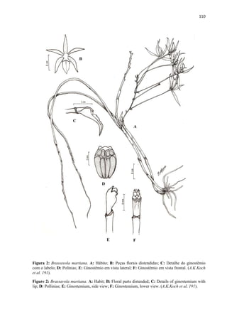 110 
 
Figura 2: Brassavola martiana. A: Hábito; B: Peças florais distendidas; C: Detalhe do ginostêmio
com o labelo; D: Polínias; E: Ginostêmio em vista lateral; F: Ginostêmio em vista frontal. (A.K.Koch
et al. 191).
Figure 2: Brassavola martiana. A: Habit; B: Floral parts distended; C: Details of ginostemium with
lip; D: Pollinias; E: Ginostemium, side view; F: Ginostemium, lower view. (A.K.Koch et al. 191).
A
B
C
D
E F
 