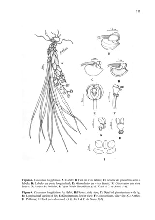 112 
 
Figura 4. Catasetum longifolium. A: Hábito; B: Flor em vista lateral; C: Detalhe do ginostêmio com o
labelo; D: Labelo em corte longitudinal; E: Ginostêmio em vista frontal; F: Ginostêmio em vista
lateral; G: Antera; H: Polínias; I: Peças florais distendidas. (A.K. Koch & C. de Sousa 324).
Figure 4. Catasetum longifolium. A: Habit; B: Flower, side view; C: Detail of ginostemium with lip;
D: Longitudinal section of lip; E: Ginostemium, lower view; F: Ginostemium, side view; G: Anther;
H: Pollinias; I: Floral parts distended. (A.K. Koch & C. de Sousa 324).
A
B
C D
E F
G
H
I
 
