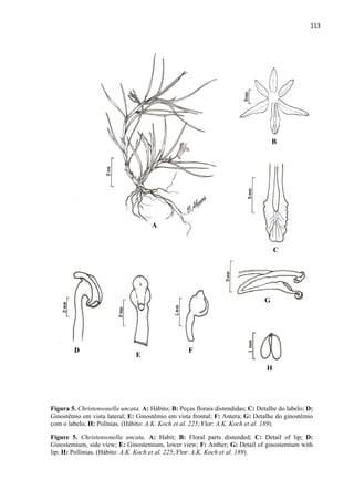 113 
 
Figura 5. Christensonella uncata. A: Hábito; B: Peças florais distendidas; C: Detalhe do labelo; D:
Ginostêmio em vista lateral; E: Ginostêmio em vista frontal; F: Antera; G: Detalhe do ginostêmio
com o labelo; H: Polínias. (Hábito: A.K. Koch et al. 225; Flor: A.K. Koch et al. 189).
Figure 5. Christensonella uncata. A: Habit; B: Floral parts distended; C: Detail of lip; D:
Ginostemium, side view; E: Ginostemium, lower view; F: Anther; G: Detail of ginostemium with
lip; H: Pollinias. (Hábito: A.K. Koch et al. 225; Flor: A.K. Koch et al. 189).
A
B
C
D
E
F
G
H
 