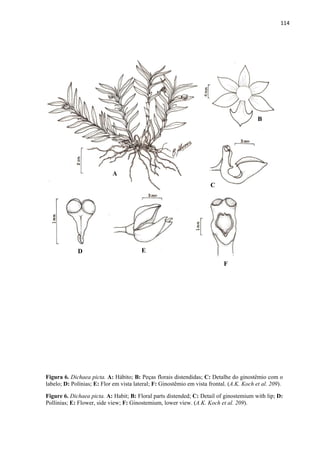 114 
 
Figura 6. Dichaea picta. A: Hábito; B: Peças florais distendidas; C: Detalhe do ginostêmio com o
labelo; D: Polínias; E: Flor em vista lateral; F: Ginostêmio em vista frontal. (A.K. Koch et al. 209).
Figure 6. Dichaea picta. A: Habit; B: Floral parts distended; C: Detail of ginostemium with lip; D:
Pollinias; E: Flower, side view; F: Ginostemium, lower view. (A.K. Koch et al. 209).
A
B
C
D E
F
 
