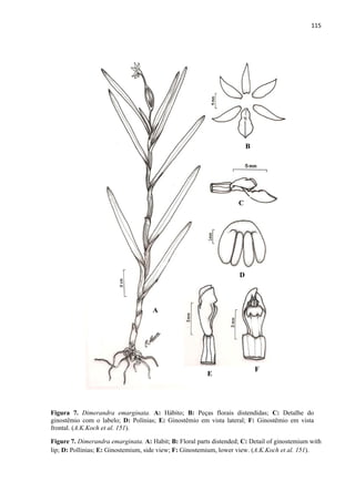 115 
 
Figura 7. Dimerandra emarginata. A: Hábito; B: Peças florais distendidas; C: Detalhe do
ginostêmio com o labelo; D: Polínias; E: Ginostêmio em vista lateral; F: Ginostêmio em vista
frontal. (A.K.Koch et al. 151).
Figure 7. Dimerandra emarginata. A: Habit; B: Floral parts distended; C: Detail of ginostemium with
lip; D: Pollinias; E: Ginostemium, side view; F: Ginostemium, lower view. (A.K.Koch et al. 151).
A
B
C
D
E
F
 