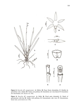 116 
 
Figura 8. Encyclia aff. yauaperyensis. A: Hábito; B: Peças florais distendidas; C: Detalhe do
ginostêmio com o labelo; D: Antera com polínias; E: Ginostêmio em vista lateral; F: Ginostêmio
em vista frontal. (A.K. Koch et al. 194).
Figure 8. Encyclia aff. yauaperyensis. A: Habit; B: Floral parts distended; C: Detail of
ginostemium with lip; D: Anther with pollinias; E: Ginostemium, side view; F: Ginostemium,
lower view. (A.K. Koch et al. 194).
A
B
C
D
E F
 
