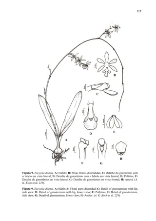 117 
 
Figura 9. Encyclia diurna. A: Hábito; B: Peças florais distendidas; C: Detalhe do ginostêmio com
o labelo em vista lateral; D: Detalhe do ginostêmio com o labelo em vista frontal; E: Polínias; F:
Detalhe do ginostêmio em vista lateral; G: Detalhe do ginostêmio em vista frontal; H: Antera. (A.
K. Koch et al. 229).
Figure 9. Encyclia diurna. A: Habit; B: Floral parts distended; C: Detail of ginostemium with lip,
side view; D: Detail of ginostemium with lip, lower view; E: Pollinias; F: Detail of ginostemium,
side view; G: Detail of ginostemium, lower view; H: Anther. (A. K. Koch et al. 229).
A
B
C
D
E
F G
H
 