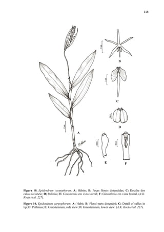 118 
 
Figura 10. Epidendrum carpophorum. A: Hábito; B: Peças florais distendidas; C: Detalhe dos
calos no labelo; D: Polínias; E: Ginostêmio em vista lateral; F: Ginostêmio em vista frontal. (A.K.
Koch et al. 227).
Figure 10. Epidendrum carpophorum. A: Habit; B: Floral parts distended; C: Detail of callus in
lip; D: Pollinias; E: Ginostemium, side view; F: Ginostemium, lower view. (A.K. Koch et al. 227).
A
B
C
D
E F
 