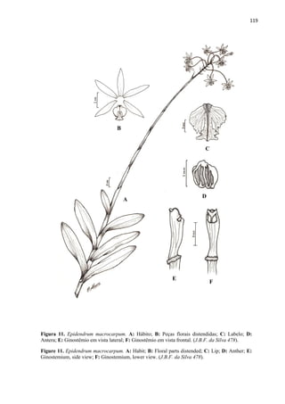 119 
 
Figura 11. Epidendrum macrocarpum. A: Hábito; B: Peças florais distendidas; C: Labelo; D:
Antera; E: Ginostêmio em vista lateral; F: Ginostêmio em vista frontal. (J.B.F. da Silva 478).
Figure 11. Epidendrum macrocarpum. A: Habit; B: Floral parts distended; C: Lip; D: Anther; E:
Ginostemium, side view; F: Ginostemium, lower view. (J.B.F. da Silva 478).
A
B
C
D
E
F
 