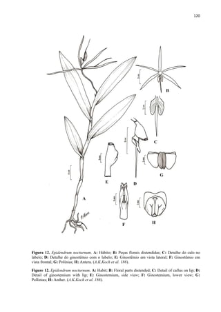 120 
 
Figura 12. Epidendrum nocturnum. A: Hábito; B: Peças florais distendidas; C: Detalhe do calo no
labelo; D: Detalhe do ginostêmio com o labelo; E: Ginostêmio em vista lateral; F: Ginostêmio em
vista frontal; G: Polínias; H: Antera. (A.K.Koch et al. 186).
Figure 12. Epidendrum nocturnum. A: Habit; B: Floral parts distended; C: Detail of callus on lip; D:
Detail of ginostemium with lip; E: Ginostemium, side view; F: Ginostemium, lower view; G:
Pollinias; H: Anther. (A.K.Koch et al. 186).
A
B
C
DE
F
G
H
 