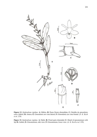 121 
 
Figura 13. Epidendrum rigidum. A: Hábito; B: Peças florais distendidas; C: Detalhe do ginostêmio
com o labelo; D: Antera; E: Ginostêmio em vista lateral; F: Ginostêmio em vista frontal. (A. K. Koch
et al. 228).
Figure 13. Epidendrum rigidum. A: Habit; B: Floral parts distended; C: Detail of ginostemium with
lip; D: Anther; E: Ginostemium, side view; F: Ginostemium, lower view. (A. K. Koch et al. 228).
A
B
C
E
D
F
 