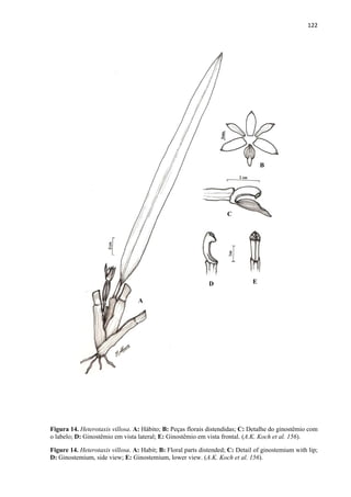 122 
 
Figura 14. Heterotaxis villosa. A: Hábito; B: Peças florais distendidas; C: Detalhe do ginostêmio com
o labelo; D: Ginostêmio em vista lateral; E: Ginostêmio em vista frontal. (A.K. Koch et al. 156).
Figure 14. Heterotaxis villosa. A: Habit; B: Floral parts distended; C: Detail of ginostemium with lip;
D: Ginostemium, side view; E: Ginostemium, lower view. (A.K. Koch et al. 156).
A
B
C
D E
 