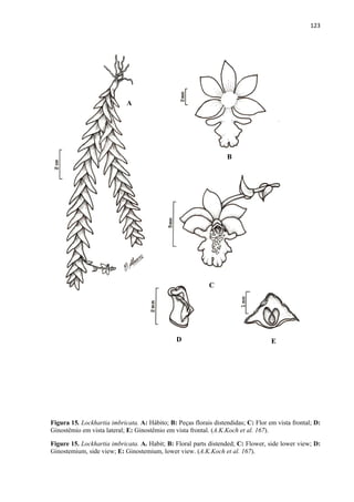 123 
 
Figura 15. Lockhartia imbricata. A: Hábito; B: Peças florais distendidas; C: Flor em vista frontal; D:
Ginostêmio em vista lateral; E: Ginostêmio em vista frontal. (A.K.Koch et al. 167).
Figure 15. Lockhartia imbricata. A. Habit; B: Floral parts distended; C: Flower, side lower view; D:
Ginostemium, side view; E: Ginostemium, lower view. (A.K.Koch et al. 167).
A
B
C
D E
 