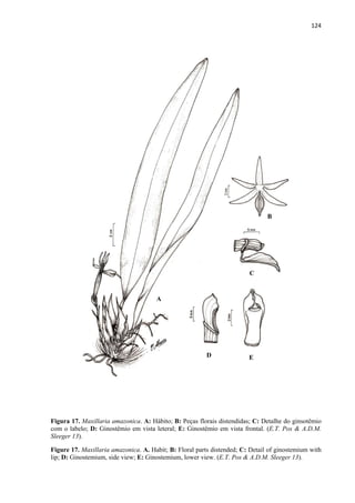 124 
 
Figura 17. Maxillaria amazonica. A: Hábito; B: Peças florais distendidas; C: Detalhe do ginsotêmio
com o labelo; D: Ginostêmio em vista leteral; E: Ginostêmio em vista frontal. (E.T. Pos & A.D.M.
Sleeger 13).
Figure 17. Maxillaria amazonica. A. Habit; B: Floral parts distended; C: Detail of ginostemium with
lip; D: Ginostemium, side view; E: Ginostemium, lower view. (E.T. Pos & A.D.M. Sleeger 13).
A
B
C
D E
 