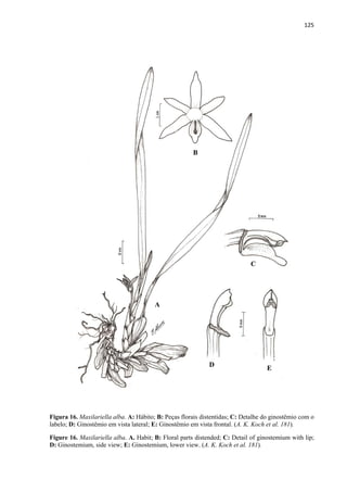 125 
 
Figura 16. Maxilariella alba. A: Hábito; B: Peças florais distentidas; C: Detalhe do ginostêmio com o
labelo; D: Ginostêmio em vista lateral; E: Ginostêmio em vista frontal. (A. K. Koch et al. 181).
Figure 16. Maxilariella alba. A. Habit; B: Floral parts distended; C: Detail of ginostemium with lip;
D: Ginostemium, side view; E: Ginostemium, lower view. (A. K. Koch et al. 181).
A
B
C
D
E
 