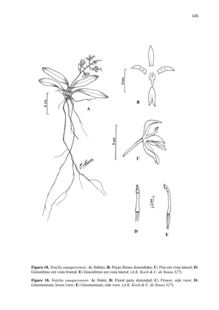 126 
 
Figura 18. Notylia yauaperyensis. A: Hábito; B: Peças florais distendidas; C: Flor em vista lateral; D:
Ginostêmio em vista frontal; E: Ginostêmio em vista lateral. (A.K. Koch & C. de Sousa 327).
Figure 18. Notylia yauaperyensis. A: Habit; B: Floral parts distended; C: Flower, side view; D:
Ginostemium, lower view; E: Ginostemium, side view. (A.K. Koch & C. de Sousa 327).
A
B
C
D
E
 