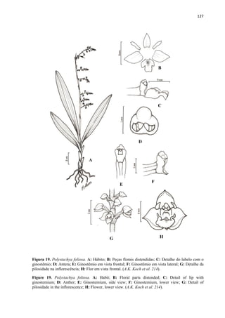 127 
 
Figura 19. Polystachya foliosa. A: Hábito; B: Peças florais distendidas; C: Detalhe do labelo com o
ginostêmio; D: Antera; E: Ginostêmio em vista frontal; F: Ginostêmio em vista lateral; G: Detalhe da
pilosidade na inflorescência; H: Flor em vista frontal. (A.K. Koch et al. 214).
Figure 19. Polystachya foliosa. A: Habit; B: Floral parts distended; C: Detail of lip with
ginostemium; D: Anther; E: Ginostemium, side view; F: Ginostemium, lower view; G: Detail of
pilosidade in the inflorescence; H: Flower, lower view. (A.K. Koch et al. 214).
A
B
C
D
E
F
G H
 