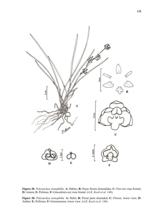 128 
 
Figura 20. Polystachya stenophilla. A: Hábito; B: Peças florais distendidas; C: Flor em vista frontal;
D: Antera; E: Polínias; F: Ginostêmio em vista frontal. (A.K. Koch et al. 146).
Figure 20. Polystachya stenophilla. A: Habit; B: Floral parts distended; C: Flower, lower view; D:
Anther; E: Pollinias; F: Ginostemium, lower view. (A.K. Koch et al. 146).
A
B
C
F
ED
 