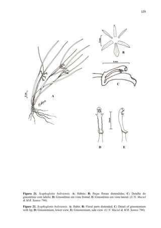 129 
 
Figura 21. Scaphyglottis boliviensis. A: Hábito; B: Peças florais distendidas; C: Detalhe do
ginostêmio com labelo; D: Ginostêmio em vista frontal; E: Ginostêmio em vista lateral. (U.N. Maciel
& M.R. Santos 796).
Figure 21. Scaphyglottis boliviensis. A: Habit; B: Floral parts distended; C: Detail of ginostemium
with lip; D: Ginostemium, lower view; E: Ginostemium, side view. (U.N. Maciel & M.R. Santos 796).
A
B
C
D E
 