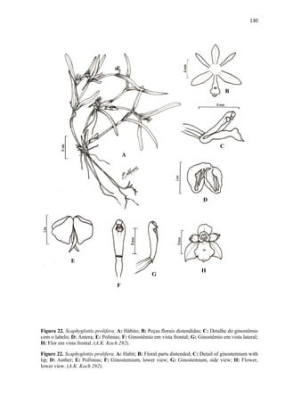 130 
 
Figura 22. Scaphyglottis prolifera. A: Hábito; B: Peças florais distendidas; C: Detalhe do ginostêmio
com o labelo; D: Antera; E: Polínias; F: Ginostêmio em vista frontal; G: Ginostêmio em vista lateral;
H: Flor em vista frontal. (A.K. Koch 292).
Figure 22. Scaphyglottis prolifera. A: Habit; B: Floral parts distended; C: Detail of ginostemium with
lip; D: Anther; E: Pollinias; F: Ginostemium, lower view; G: Ginostemium, side view; H: Flower,
lower view. (A.K. Koch 292).
A
B
C
D
E
F
G
H
 