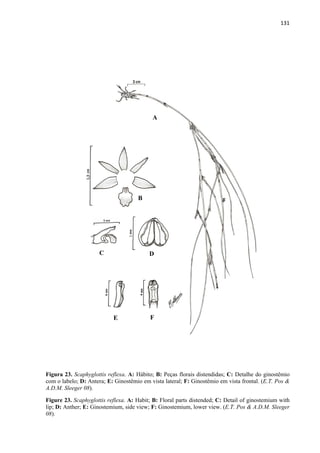 131 
 
Figura 23. Scaphyglottis reflexa. A: Hábito; B: Peças florais distendidas; C: Detalhe do ginostêmio
com o labelo; D: Antera; E: Ginostêmio em vista lateral; F: Ginostêmio em vista frontal. (E.T. Pos &
A.D.M. Sleeger 08).
Figure 23. Scaphyglottis reflexa. A: Habit; B: Floral parts distended; C: Detail of ginostemium with
lip; D: Anther; E: Ginostemium, side view; F: Ginostemium, lower view. (E.T. Pos & A.D.M. Sleeger
08).
A
B
C D
E F
 