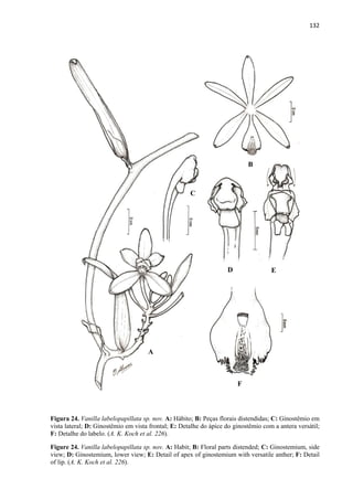 132 
 
Figura 24. Vanilla labelopapillata sp. nov. A: Hábito; B: Peças florais distendidas; C: Ginostêmio em
vista lateral; D: Ginostêmio em vista frontal; E: Detalhe do ápice do ginostêmio com a antera versátil;
F: Detalhe do labelo. (A. K. Koch et al. 226).
Figure 24. Vanilla labelopapillata sp. nov. A: Habit; B: Floral parts distended; C: Ginostemium, side
view; D: Ginostemium, lower view; E: Detail of apex of ginostemium with versatile anther; F: Detail
of lip. (A. K. Koch et al. 226).
A
B
C
D E
F
 