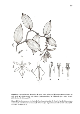 133 
 
Figura 25. Vanilla palmarum. A: Hábito; B: Peças florais distendidas; C: Labelo; D: Ginostêmio em
vista lateral; E: Ginostêmio em vista frontal; F: Detalhe do ápice do ginostêmio com a antera versátil.
(A.K. Koch & C. de Sousa 347).
Figure 25. Vanilla palmarum. A: Habit; B: Floral parts distended; C: Detail of lip; D: Ginostemium,
side view; E: Ginostemium, lower view; F: Detail of apex of ginostemium with versatile anther. (A.K.
Koch & C. de Sousa 347).
A
B
C
D E F
 