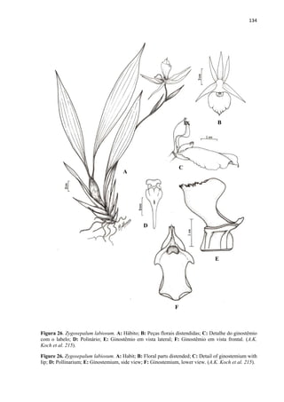 134 
 
Figura 26. Zygosepalum labiosum. A: Hábito; B: Peças florais distendidas; C: Detalhe do ginostêmio
com o labelo; D: Polinário; E: Ginostêmio em vista lateral; F: Ginostêmio em vista frontal. (A.K.
Koch et al. 215).
Figure 26. Zygosepalum labiosum. A: Habit; B: Floral parts distended; C: Detail of ginostemium with
lip; D: Pollinarium; E: Ginostemium, side view; F: Ginostemium, lower view. (A.K. Koch et al. 215).
A
B
C
D
E
F
 