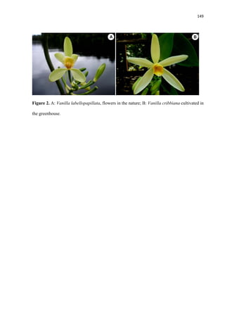 149 
 
Figure 2. A: Vanilla labellopapillata, flowers in the nature; B: Vanilla cribbiana cultivated in
the greenhouse.
 