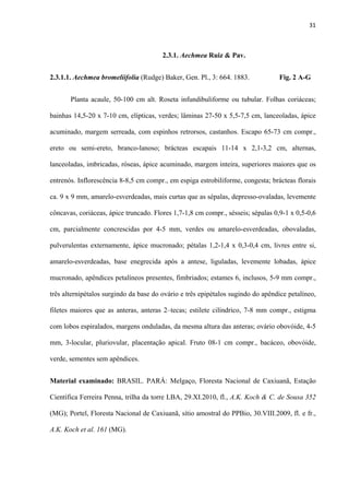 31 
 
2.3.1. Aechmea Ruiz & Pav.
2.3.1.1. Aechmea bromeliifolia (Rudge) Baker, Gen. Pl., 3: 664. 1883. Fig. 2 A-G
Planta acaule, 50-100 cm alt. Roseta infundibuliforme ou tubular. Folhas coriáceas;
bainhas 14,5-20 x 7-10 cm, elípticas, verdes; lâminas 27-50 x 5,5-7,5 cm, lanceoladas, ápice
acuminado, margem serreada, com espinhos retrorsos, castanhos. Escapo 65-73 cm compr.,
ereto ou semi-ereto, branco-lanoso; brácteas escapais 11-14 x 2,1-3,2 cm, alternas,
lanceoladas, imbricadas, róseas, ápice acuminado, margem inteira, superiores maiores que os
entrenós. Inflorescência 8-8,5 cm compr., em espiga estrobiliforme, congesta; brácteas florais
ca. 9 x 9 mm, amarelo-esverdeadas, mais curtas que as sépalas, depresso-ovaladas, levemente
côncavas, coriáceas, ápice truncado. Flores 1,7-1,8 cm compr., sésseis; sépalas 0,9-1 x 0,5-0,6
cm, parcialmente concrescidas por 4-5 mm, verdes ou amarelo-esverdeadas, obovaladas,
pulverulentas externamente, ápice mucronado; pétalas 1,2-1,4 x 0,3-0,4 cm, livres entre si,
amarelo-esverdeadas, base enegrecida após a antese, liguladas, levemente lobadas, ápice
mucronado, apêndices petalíneos presentes, fimbriados; estames 6, inclusos, 5-9 mm compr.,
três alternipétalos surgindo da base do ovário e três epipétalos sugindo do apêndice petalíneo,
filetes maiores que as anteras, anteras 2–tecas; estilete cilíndrico, 7-8 mm compr., estigma
com lobos espiralados, margens onduladas, da mesma altura das anteras; ovário obovóide, 4-5
mm, 3-locular, pluriovular, placentação apical. Fruto 08-1 cm compr., bacáceo, obovóide,
verde, sementes sem apêndices.
Material examinado: BRASIL. PARÁ: Melgaço, Floresta Nacional de Caxiuanã, Estação
Científica Ferreira Penna, trilha da torre LBA, 29.XI.2010, fl., A.K. Koch & C. de Sousa 352
(MG); Portel, Floresta Nacional de Caxiuanã, sítio amostral do PPBio, 30.VIII.2009, fl. e fr.,
A.K. Koch et al. 161 (MG).
 