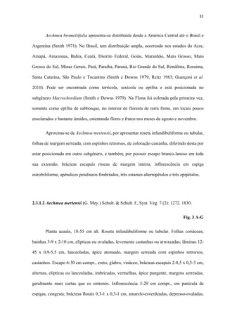 32 
 
Aechmea bromeliifolia apresenta-se distribuída desde a América Central até o Brasil e
Argentina (Smith 1971). No Brasil, tem distribuição ampla, ocorrendo nos estados do Acre,
Amapá, Amazonas, Bahia, Ceará, Distrito Federal, Goiás, Maranhão, Mato Grosso, Mato
Grosso do Sul, Minas Gerais, Pará, Paraíba, Paraná, Rio Grande do Sul, Rondônia, Roraima,
Santa Catarina, São Paulo e Tocantins (Smith e Downs 1979; Reitz 1983; Guarçoni et al.
2010). Pode ser encontrada como terrícola, saxícola ou epífita e está posicionada no
subgênero Macrochordium (Smith e Downs 1979). Na Flona foi coletada pela primeira vez,
somente como epífita de subbosque, no interior de floresta de terra firme, em locais pouco
ensolarados e bastante úmidos, ostentando flores e frutos nos meses de agosto e novembro.
Aproxima-se de Aechmea mertensii, por apresentar roseta infundibuliforme ou tubular,
folhas de margem serreada, com espinhos retrorsos, de coloração castanha, diferindo desta por
estar posicionada em outro subgênero, e também, por possuir escapo branco-lanoso em toda
sua extensão, brácteas escapais róseas de margem inteira, inflorescência em espiga
estrobiliforme, apêndices petalíneos fimbriados, três estames alternipétalos e três epipétalos.
2.3.1.2 Aechmea mertensii (G. Mey.) Schult. & Schult. f., Syst. Veg. 7 (2): 1272. 1830.
Fig. 3 A-G
Planta acaule, 18-55 cm alt. Roseta infundibuliforme ou tubular. Folhas coriáceas;
bainhas 3-9 x 2-10 cm, elípticas ou ovaladas, levemente castanhas ou arroxeadas; lâminas 12-
45 x 0,9-5,5 cm, lanceoladas, ápice atenuado, margem serreada com espinhos retrorsos,
castanhos. Escapo 6-30 cm compr., ereto, glabro, vináceo; brácteas escapais 2-8,5 x 0,5-3 cm,
alternas, elípticas ou lanceoladas, imbricadas, vermelhas, ápice pungente, margens serreadas,
geralmente mais curtas que os entrenós. Inflorescência 3-20 cm compr., em panícula de
espigas, congesta; brácteas florais 0,3-1 x 0,3-1 cm, amarelo-esverdeadas, depresso-ovaladas,
 