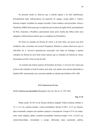 34 
 
No presente estudo se observou que a referida espécie é de fácil identificação,
principalmente pelas inflorescências em panícolas de espigas, escapo glabro e vináceo,
brácteas escapais vermelhas de margem serreada e frutos maduros azul-arroxeados. Sousa e
Wanderley (2000) observaram que os espécimes provenientes da região Norte, principalmente
do Pará, Amazonas e Rondônia, apresentaram maior porte, bainha das folhas muito mais
alargadas e inflorescências maiores que os exemplares de Pernambuco.
Na Flona foi coletada em floresta de várzea e de terra firme, em locais com forte
incidência solar, ocorrendo com razoável frequência. Durante as coletas observou-se que os
indivíduos de A. mertensii apresentavam associação com ninho de formigas e aqueles
coletados em floresta de terra firme foram maiores que os coletados em floresta de várzea.
Encontrada com flor e fruto no mês de abril.
Ao contrário das demais espécies de bromélias da Flona, A. mertensii foi a única que
já havia sido coletada no local há muitos anos atrás, com apenas uma amostra depositada no
herbário MG, incrementado com o presente trabalho as coleções dos herbários IAN e MG.
2.3.2 Araeococcus Brongn.
2.3.2.1 Araeococcus micranthus Brongniart, Ann. Sci. Nat. II, 15: 370. 1841.
Fig. 4 A-F
Planta acaule, 45-103 cm alt. Roseta cilíndrica, delgada. Folhas coriáceas; bainhas 3-
12 x 1-1,5 cm, estreito-ovaladas, verde-avermelhadas; lâminas 9-100 x 1,5-2 cm, lineares,
ápice acuminado, margem com espinhos esparços e inconspícuos. Escapo 9,5-15 cm compr.,
ereto, muito delgado, glabro, castanho-avermelhado; brácteas-escapais 1,8-6 x 0,3-0,5 cm,
estreito-lanceoladas, circundando o escapo, imbricadas, ápice acuminado, glabras,
 