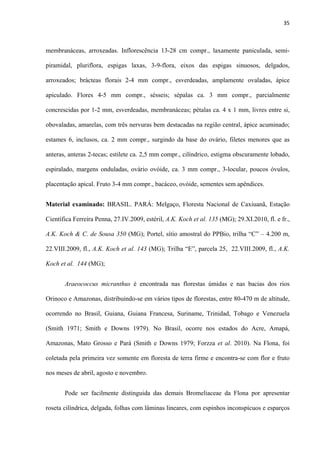 35 
 
membranáceas, arroxeadas. Inflorescência 13-28 cm compr., laxamente paniculada, semi-
piramidal, pluriflora, espigas laxas, 3-9-flora, eixos das espigas sinuosos, delgados,
arroxeados; brácteas florais 2-4 mm compr., esverdeadas, amplamente ovaladas, ápice
apiculado. Flores 4-5 mm compr., sésseis; sépalas ca. 3 mm compr., parcialmente
concrescidas por 1-2 mm, esverdeadas, membranáceas; pétalas ca. 4 x 1 mm, livres entre si,
obovaladas, amarelas, com três nervuras bem destacadas na região central, ápice acuminado;
estames 6, inclusos, ca. 2 mm compr., surgindo da base do ovário, filetes menores que as
anteras, anteras 2-tecas; estilete ca. 2,5 mm compr., cilíndrico, estigma obscuramente lobado,
espiralado, margens onduladas, ovário ovóide, ca. 3 mm compr., 3-locular, poucos óvulos,
placentação apical. Fruto 3-4 mm compr., bacáceo, ovóide, sementes sem apêndices.
Material examinado: BRASIL. PARÁ: Melgaço, Floresta Nacional de Caxiuanã, Estação
Científica Ferreira Penna, 27.IV.2009, estéril, A.K. Koch et al. 135 (MG); 29.XI.2010, fl. e fr.,
A.K. Koch & C. de Sousa 350 (MG); Portel, sítio amostral do PPBio, trilha “C” – 4.200 m,
22.VIII.2009, fl., A.K. Koch et al. 143 (MG); Trilha “E”, parcela 25, 22.VIII.2009, fl., A.K.
Koch et al. 144 (MG);
Araeococcus micranthus é encontrada nas florestas úmidas e nas bacias dos rios
Orinoco e Amazonas, distribuindo-se em vários tipos de florestas, entre 80-470 m de altitude,
ocorrendo no Brasil, Guiana, Guiana Francesa, Suriname, Trinidad, Tobago e Venezuela
(Smith 1971; Smith e Downs 1979). No Brasil, ocorre nos estados do Acre, Amapá,
Amazonas, Mato Grosso e Pará (Smith e Downs 1979; Forzza et al. 2010). Na Flona, foi
coletada pela primeira vez somente em floresta de terra firme e encontra-se com flor e fruto
nos meses de abril, agosto e novembro.
Pode ser facilmente distinguida das demais Bromeliaceae da Flona por apresentar
roseta cilíndrica, delgada, folhas com lâminas lineares, com espinhos inconspícuos e esparços
 