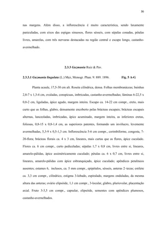 36 
 
nas margens. Além disso, a inflorescência é muito característica, sendo laxamente
paniculadas, com eixos das espigas sinuosos, flores sésseis, com sépalas conadas, pétalas
livres, amarelas, com três nervuras destacadas na região central e escapo longo, castanho-
avermelhado.
2.3.3 Guzmania Ruiz & Pav.
2.3.3.1 Guzmania lingulata (L.) Mez, Monogr. Phan. 9: 889. 1896. Fig. 5 A-G
Planta acaule, 17,5-30 cm alt. Roseta cilíndrica, densa. Folhas membranáceas; bainhas
2,8-7 x 1,3-4 cm, ovaladas, conspícuas, imbricadas, castanho-avermelhadas; lâminas 6-22,5 x
0,8-2 cm, liguladas, ápice agudo, margem inteira. Escapo ca. 14-22 cm compr., ereto, mais
curto que as folhas, glabro, densamente encoberto pelas brácteas escapais; brácteas escapais
alternas, lanceoladas, imbricadas, ápice acuminado, margem inteira, as inferiores eretas,
foliosas, 0,8-15 x 0,8-1,4 cm, as superiores patentes, formando um invólucro, levemente
avermelhadas, 5,3-9 x 0,5-1,3 cm. Inflorescência 5-6 cm compr., corimbiforme, congesta, 7-
20-flora; brácteas florais ca. 4 x 3 cm, lineares, mais curtas que as flores, ápice cuculado.
Flores ca. 6 cm compr., curto pediceladas; sépalas 1,7 x 0,8 cm, livres entre si, lineares,
amarelo-pálidas, ápice assimétricamente cuculado; pétalas ca. 6 x 0,7 cm, livres entre si,
lineares, amarelo-pálidas com ápice esbranquiçado, ápice cuculado; apêndices petalíneos
ausentes; estames 6, inclusos, ca. 5 mm compr., epipétalos, sésseis, anteras 2–tecas; estilete
ca. 3,3 cm compr., cilíndrico, estigma 3-lobado, espiralado, margens onduladas, da mesma
altura das anteras; ovário elipsóide, 1,1 cm compr., 3-locular, glabro, pluriovular, placentação
axial. Fruto 3-3,5 cm compr., capsular, elipsóide, sementes com apêndices plumosos,
castanho-avernelhados.
 