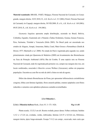 37 
 
Material examinado: BRASIL. PARÁ: Melgaço, Floresta Nacional de Caxiuanã, rio Curuá-
grande, margem direita, 10.IV.2010, fl., A.K. Koch et al. 211 (MG); Portel, Floresta Nacional
de Caxiuanã, rio Caquajó, margem direita, 30.VIII.2009, fl. e fr., A.K. Koch et al. 160 (MG);
09.IV.2010, fl., A.K. Koch et al. 196 (MG).
Guzmania lingulata apresenta ampla distribuição, ocorendo no Brasil, Bolívia,
Colômbia, Equador, Guatemala até o Panamá e Índias Ocidentais, Guiana, Guiana Francesa,
Peru, Suriname, Trinidad e Venezuela (Holts 2003). No Brasil pode ser encontrada nos
estados de Alagoas, Amapá, Amazonas, Bahia, Ceará, Mato Grosso e Pernambuco (Smith &
Downs 1977; Martinelli et al. 2008). No estado do Pará é registrada pela segunda vez, sendo
primeiramente citada por Quaresma & Medeiros (2009) em levantamento das Bromeliaceae
na Área de Proteção Ambiental (APA) Ilha do Combu. É uma espécie rara na Floresta
Nacional de Caxiuanã, onde foi registrada pela primeira vez, sempre nas margens dos rios, em
locais sombreados, associada à Mauritia carana Wallace (Arecaceae), ambas em pequenas
populações. Encontra-se com flor no mês de abril e frutos no mês de agosto.
Difere das demais Bromeliaceae da Flona, por apresentar inflorescência corimbiforme
congesta, folhas com lâminas liguladas, flores amarelo-pálidas, estames epipétalos com filetes
reduzidos e sementes com apêndices plumosos castanho-avermelhados.
2.3.4 Tillandsia L.
2.3.4.1. Tillandsia bulbosa Hook., Exot. Fl. 3: 173. 1826. Fig. 6 A-H
Planta acaule, 12-23,3 cm alt. Roseta ovalada, pouco densa. Folhas coriáceas; bainhas
1,5-2 x 1,7-2,8 cm, ovaladas, verdes, imbricadas; lâminas 2,8-19 x 0,3-0,4 cm, filiformes,
margem inteira, ápice longo-atenuado. Escapo 7-11,5 cm compr., recurvado, mais curto que
 