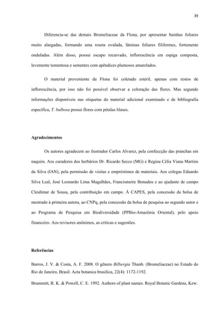 39 
 
Diferencia-se das demais Bromeliaceae da Flona, por apresentar bainhas foliares
muito alargadas, formando uma roseta ovalada, lâminas foliares filiformes, fortemente
onduladas. Além disso, possui escapo recurvado, inflorescência em espiga composta,
levemente tomentosa e sementes com apêndices plumosos amarelados.
O material proveniente da Flona foi coletado estéril, apenas com restos de
inflorescência, por isso não foi possível observar a coloração das flores. Mas segundo
informações disponíveis nas etiquetas do material adicional examinado e de bibliografia
específica, T. bulbosa possui flores com pétalas lilases.
Agradecimentos
Os autores agradecem ao ilustrador Carlos Alvarez, pela confeccção das pranchas em
naquim. Aos curadores dos herbários Dr. Ricardo Secco (MG) e Regina Célia Viana Martins
da Silva (IAN), pela permissão de visitas e empréstimos de materiais. Aos colegas Eduardo
Silva Leal, José Leonardo Lima Magalhães, Francismeire Bonadeu e ao ajudante de campo
Cleidimar de Sousa, pela contribuição em campo. À CAPES, pela concessão da bolsa de
mestrado à primeira autora, ao CNPq, pela concessão da bolsa de pesquisa ao segundo autor e
ao Programa de Pesquisa em Biodiversidade (PPBio-Amazônia Oriental), pelo apoio
financeiro. Aos revisores anônimos, as críticas e sugestões.
Referências
Barros, J. V. & Costa, A. F. 2008. O gênero Bilbergia Thunb. (Bromeliaceae) no Estado do
Rio de Janeiro, Brasil. Acta botanica brasilica, 22(4): 1172-1192.
Brummitt, R. K. & Powell, C. E. 1992. Authors of plant names. Royal Botanic Gardens, Kew.
 