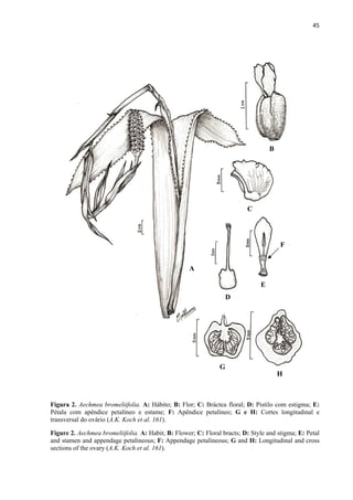 45 
 
Figura 2. Aechmea bromeliifolia. A: Hábito; B: Flor; C: Bráctea floral; D: Pistilo com estigma; E:
Pétala com apêndice petalíneo e estame; F: Apêndice petalíneo; G e H: Cortes longitudinal e
transversal do ovário (A.K. Koch et al. 161).
Figure 2. Aechmea bromeliifolia. A: Habit; B: Flower; C: Floral bracts; D: Style and stigma; E: Petal
and stamen and appendage petalineous; F: Appendage petalineous; G and H: Longitudinal and cross
sections of the ovary (A.K. Koch et al. 161).
B
C
D
E
H
A
F
G
 