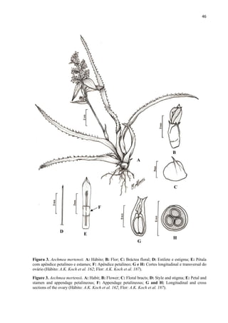 46 
 
Figura 3. Aechmea mertensii. A: Hábito; B: Flor; C: Bráctea floral; D: Estilete e estigma; E: Pétala
com apêndice petalíneo e estames; F: Apêndice petalíneo; G e H: Cortes longitudinal e transversal do
ovário (Hábito: A.K. Koch et al. 162; Flor: A.K. Koch et al. 187).
Figure 3. Aechmea mertensii. A: Habit; B: Flower; C: Floral bracts; D: Style and stigma; E: Petal and
stamen and appendage petalineous; F: Appendage petalineous; G and H: Longitudinal and cross
sections of the ovary (Hábito: A.K. Koch et al. 162; Flor: A.K. Koch et al. 187).
A
B
C
D
E
G
H
F
 