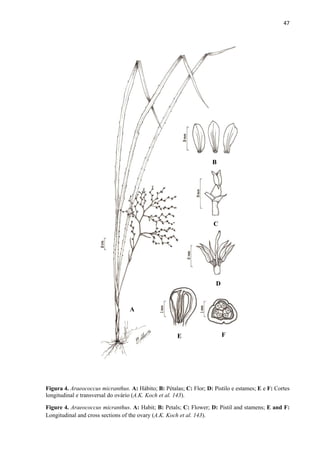 47 
 
Figura 4. Araeococcus micranthus. A: Hábito; B: Pétalas; C: Flor; D: Pistilo e estames; E e F: Cortes
longitudinal e transversal do ovário (A.K. Koch et al. 143).
Figure 4. Araeococcus micranthus. A: Habit; B: Petals; C: Flower; D: Pistil and stamens; E and F:
Longitudinal and cross sections of the ovary (A.K. Koch et al. 143).
A
B
C
D
E F
 
