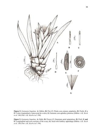 48 
 
Figura 5. Guzmania lingulata. A: Hábito; B: Flor; C: Pétala com estames epipétalos; D: Pistilo; E e
F: Cortes longitudinal e transversal do ovário; G: Semente com apêndice plumoso (Hábito: A.K. Koch
et al. 160; Flor: A.K. Koch et al. 196).
Figure 5. Guzmania lingulata. A: Habit; B: Flower; C: Staminate petal epipetalous; D: Pistil; E and
F: Longitudinal and cross sections of the ovary; G: Seed with feathery appendage (Hábito: A.K. Koch
et al. 160; Flor: A.K. Koch et al. 196).
A
B C
D E
F
G
 
