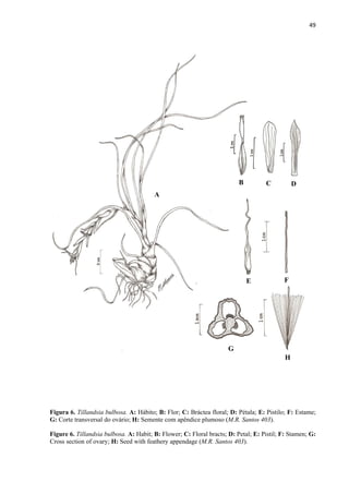 49 
 
Figura 6. Tillandsia bulbosa. A: Hábito; B: Flor; C: Bráctea floral; D: Pétala; E: Pistilo; F: Estame;
G: Corte transversal do ovário; H: Semente com apêndice plumoso (M.R. Santos 403).
Figure 6. Tillandsia bulbosa. A: Habit; B: Flower; C: Floral bracts; D: Petal; E: Pistil; F: Stamen; G:
Cross section of ovary; H: Seed with feathery appendage (M.R. Santos 403).
A
B C D
E F
G
H
 