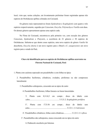 57 
 
local, visto que, nestas coleções, em levantamento preliminar foram registradas apenas três
espécies de Orchidaceae epífitas coletadas em Caxiuanã.
Os gêneros mais representativos foram Epidendrum e Scaphyglottis com quatro e três
espécies respectivamente, seguidos por Catasetum, Encyclia, Polystachya e Vanilla com duas.
Os demais gêneros apresentaram apenas uma espécie cada.
Na Flona de Caxiuanã, encontrou-se pela primeira vez, com exceção dos gêneros
Catasetum, Epidendrum e Platystele, a ocorrência de 21 gêneros e 30 espécies de
Orchidaceae. Salienta-se que dentre essas espécies, uma nova espécie do gênero Vanilla foi
descoberta, Encyclia diurna é um novo registro para o Brasil e E. yauaperyensis um novo
registro para o estado do Pará.
Chave de identificação para as espécies de Orchidaceae epífitas ocorrentes na
Floresta Nacional de Caxiuanã, Pará
1. Planta com cauloma espessado em pseudobulbo e com folhas no ápice
2. Pseudobulbos fusiformes, cilíndricos, ovalados, piriformes ou não compressos
lateralmente
3. Pseudobulbos sobrepostos, crescendo um no ápice do outro
4. Pseudobulbos fusiformes; folhas lineares ou linear-lanceoladas
5. Planta com 8,5-16,5 cm compr.; disco do labelo com
calos............................................................ 3.3.21.2. Scaphyglottis prolifera
5’. Planta com 17,5-36 cm compr.; disco do labelo sem
calos............................................................................ 3.3.21.1. S. boliviensis
4’. Pseudobulbos cilíndricos; folhas semi-cilíndricas................ 3.3.21.3. S. reflexa
3’. Pseudobulbos não sobrepostos, nunca crescendo um no ápice do outro
6. Pedúnculo encoberto por brácteas
 