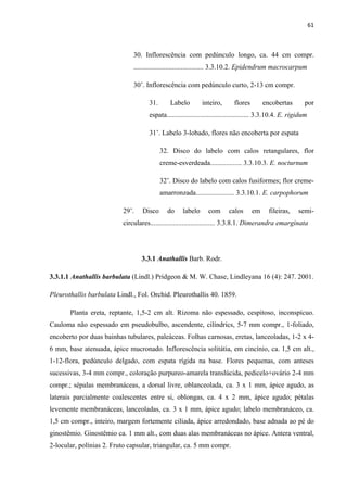 61 
 
30. Inflorescência com pedúnculo longo, ca. 44 cm compr.
........................................ 3.3.10.2. Epidendrum macrocarpum
30’. Inflorescência com pedúnculo curto, 2-13 cm compr.
31. Labelo inteiro, flores encobertas por
espata............................................... 3.3.10.4. E. rigidum
31’. Labelo 3-lobado, flores não encoberta por espata
32. Disco do labelo com calos retangulares, flor
creme-esverdeada.................. 3.3.10.3. E. nocturnum
32’. Disco do labelo com calos fusiformes; flor creme-
amarronzada...................... 3.3.10.1. E. carpophorum
29’. Disco do labelo com calos em fileiras, semi-
circulares..................................... 3.3.8.1. Dimerandra emarginata
3.3.1 Anathallis Barb. Rodr.
3.3.1.1 Anathallis barbulata (Lindl.) Pridgeon & M. W. Chase, Lindleyana 16 (4): 247. 2001.
Pleurothallis barbulata Lindl., Fol. Orchid. Pleurothallis 40. 1859.
Planta ereta, reptante, 1,5-2 cm alt. Rizoma não espessado, cespitoso, inconspícuo.
Cauloma não espessado em pseudobulbo, ascendente, cilíndrics, 5-7 mm compr., 1-foliado,
encoberto por duas bainhas tubulares, paleáceas. Folhas carnosas, eretas, lanceoladas, 1-2 x 4-
6 mm, base atenuada, ápice mucronado. Inflorescência solitátia, em cincínio, ca. 1,5 cm alt.,
1-12-flora, pedúnculo delgado, com espata rígida na base. Flores pequenas, com anteses
sucessivas, 3-4 mm compr., coloração purpureo-amarela translúcida, pedicelo+ovário 2-4 mm
compr.; sépalas membranáceas, a dorsal livre, oblanceolada, ca. 3 x 1 mm, ápice agudo, as
laterais parcialmente coalescentes entre si, oblongas, ca. 4 x 2 mm, ápice agudo; pétalas
levemente membranáceas, lanceoladas, ca. 3 x 1 mm, ápice agudo; labelo membranáceo, ca.
1,5 cm compr., inteiro, margem fortemente ciliada, ápice arredondado, base adnada ao pé do
ginostêmio. Ginostêmio ca. 1 mm alt., com duas alas membranáceas no ápice. Antera ventral,
2-locular, polínias 2. Fruto capsular, triangular, ca. 5 mm compr.
 