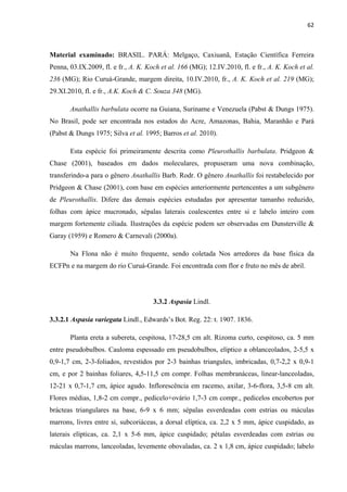 62 
 
Material examinado: BRASIL. PARÁ: Melgaço, Caxiuanã, Estação Científica Ferreira
Penna, 03.IX.2009, fl. e fr., A. K. Koch et al. 166 (MG); 12.IV.2010, fl. e fr., A. K. Koch et al.
236 (MG); Rio Curuá-Grande, margem direita, 10.IV.2010, fr., A. K. Koch et al. 219 (MG);
29.XI.2010, fl. e fr., A.K. Koch & C. Souza 348 (MG).
Anathallis barbulata ocorre na Guiana, Suriname e Venezuela (Pabst & Dungs 1975).
No Brasil, pode ser encontrada nos estados do Acre, Amazonas, Bahia, Maranhão e Pará
(Pabst & Dungs 1975; Silva et al. 1995; Barros et al. 2010).
Esta espécie foi primeiramente descrita como Pleurothallis barbulata. Pridgeon &
Chase (2001), baseados em dados moleculares, propuseram uma nova combinação,
transferindo-a para o gênero Anathallis Barb. Rodr. O gênero Anathallis foi restabelecido por
Pridgeon & Chase (2001), com base em espécies anteriormente pertencentes a um subgênero
de Pleurothallis. Difere das demais espécies estudadas por apresentar tamanho reduzido,
folhas com ápice mucronado, sépalas laterais coalescentes entre si e labelo inteiro com
margem fortemente ciliada. Ilustrações da espécie podem ser observadas em Dunsterville &
Garay (1959) e Romero & Carnevali (2000a).
Na Flona não é muito frequente, sendo coletada Nos arredores da base física da
ECFPn e na margem do rio Curuá-Grande. Foi encontrada com flor e fruto no mês de abril.
3.3.2 Aspasia Lindl.
3.3.2.1 Aspasia variegata Lindl., Edwards’s Bot. Reg. 22: t. 1907. 1836.
Planta ereta a subereta, cespitosa, 17-28,5 cm alt. Rizoma curto, cespitoso, ca. 5 mm
entre pseudobulbos. Cauloma espessado em pseudobulbos, elíptico a oblanceolados, 2-5,5 x
0,9-1,7 cm, 2-3-foliados, revestidos por 2-3 bainhas triangules, imbricadas, 0,7-2,2 x 0,9-1
cm, e por 2 bainhas foliares, 4,5-11,5 cm compr. Folhas membranáceas, linear-lanceoladas,
12-21 x 0,7-1,7 cm, ápice agudo. Inflorescência em racemo, axilar, 3-6-flora, 3,5-8 cm alt.
Flores médias, 1,8-2 cm compr., pedicelo+ovário 1,7-3 cm compr., pedicelos encobertos por
brácteas triangulares na base, 6-9 x 6 mm; sépalas esverdeadas com estrias ou máculas
marrons, livres entre si, subcoriáceas, a dorsal elíptica, ca. 2,2 x 5 mm, ápice cuspidado, as
laterais elípticas, ca. 2,1 x 5-6 mm, ápice cuspidado; pétalas esverdeadas com estrias ou
máculas marrons, lanceoladas, levemente obovaladas, ca. 2 x 1,8 cm, ápice cuspidado; labelo
 