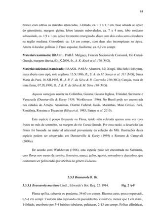 63 
 
branco com estrias ou máculas arroxeadas, 3-lobado, ca. 1,7 x 1,7 cm, base adnada ao ápice
do ginostêmio, margem glabra, lobos laterais subovalados, ca. 7 x 4 mm, lobo mediano
subovalado, ca. 1,9 x 1 cm, ápice levemente emarginado, disco com dois calos semi-circulares
na região mediana. Ginostêmio ca. 1,6 cm compr., com duas alas inconspícuas no ápice.
Antera 4-locular, polínias 2. Fruto capsular, fusiforme, ca. 6,2 cm compr.
Material examinado: BRASIL. PARÁ: Melgaço, Floresta Nacional de Caxiuanã, Rio Curuá-
Grande, margem direita, 03.IX.2009, fr., A. K. Koch et al. 170 (MG).
Material adicional examinado: BRASIL. PARÁ: Altamira, Rio Xingú, Ilha Belo Horizonte,
mata aberta com cipó, solo argiloso, 13.X.1986, fl., S. A. da M. Souza et al. 311 (MG); Santa
Maria do Pará, 16.XII.1993, fl., J. B. F. da Silva & R. Carrenho 210 (MG); Carajás, mata de
terra firme, 07.IX.1990, fl., J. B. F. da Silva & M. Silva 130 (MG).
Aspasia variegata ocorre na Colômbia, Guiana, Guiana Inglesa, Trinidad, Suriname e
Venezuela (Dunsterville & Garay 1959; Werkhovem 1986). No Brasil pode ser encontrada
nos estados do Amapá, Amazonas, Distrito Federal, Goiás, Maranhão, Mato Grosso, Pará,
Rondônia, Roraima e Tocantins (Silva et al. 1995; Barros et al. 2010).
Esta espécie é pouco frequente na Flona, tendo sido coletada apenas uma vez com
frutos no mês de setembro, na margem do rio Curuá-Grande. Por essa razão, a descrição das
flores foi baseada no material adicional proveniente da coleção do MG. Ilustrações desta
espécie podem ser observadas em Dunsterville & Garay (1959) e Romero & Carnevali
(2000a).
De acordo com Werkhoven (1986), esta espécie pode ser encontrada no Suriname,
com flores nos meses de janeiro, fevereiro, março, julho, agosto, novembro e dezembro, que
costumam ser polinizadas por abelhas do gênero Eulaema.
3.3.3 Brassavola R. Br.
3.3.3.1 Brassavola martiana Lindl., Edwards’s Bot. Reg. 22. 1914. Fig. 2 A-F
Planta epífita, subereta ou pendente, 34-65 cm compr. Rizoma curto, pouco espessado,
0,5-1 cm compr. Cauloma não espessado em pseudobulbo, cilíndrico, menor que 1 cm diâm.,
1-foliado, encoberto por 3-4 bainhas tubulares, paleáceas, 2-13 cm compr. Folhas cilíndricas,
 
