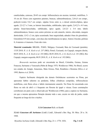 64 
 
canaliculadas, carnosas, 20-45 cm compr. Inflorescência em racemo, terminal, multiflora, 3-
10 cm alt. Flores com segmentos patentes, brancas, submembranáceas, 2,8-4,5 cm compr.,
pedicelo+ovário 5-6,7 cm compr.; sépalas livres entre si, a dorsal estreito-elíptica, ápice
agudo, 2,5-2,7 x 5 mm, as laterais lanceoladas, subfalcadas, ápice agudo, 2,4-2,5 x 4-5 mm;
pétalas linear-lanceoladas, subfalcadas, ápice agudo, 2,4-2,5 x 3-4 mm; labelo
submembranáceo, branco com centro próximo ao calo amarelo, inteiro, obovalado, margem
denticulada, 1,9-2 x 2 cm, ápice acuminado, base unguiculada, adnada à base do ginostêmio.
Ginostêmio 8-9 mm compr., com duas alas membranáceas no ápice. Antera 2-locular, polínias
8, 4 maiores e 4 menores. Fruto não visto.
Material examinado: BRASIL. PARÁ: Melgaço, Caxiuanã, Baía de Caxiuanã (prainha),
13.IV.2010, fl. A. K. Koch et al. 237 (MG); Portel, Caxiuanã, rio Caquajó, margem direita,
08.IV.2010, fl., A. K. Koch et al. 185 (MG); 08.IV.2010, fl., A. K. Koch et al. 191 (MG); Rio
Caquajó, margem esquerda, 08.IV.2010, fl., A. K. Koch et al. 192 (MG);
Brassavola martiana pode ser encontrada no Brasil, Colombia, Guiana, Guiana
Francesa, Suriname e Venezuela (Pabst & Dungs 1975; Werkhoven 1986). No Brasil, ocorre
nos estados do Amapá, Amazonas, Mato Grosso, Pará, Rondônia e Roraima (Silva et al.
1995; Barros et al. 2010).
Espécie facilmente distiguida das demais Orchidaceae ocorrentes na Flona, por
apresentar hábito subereto ou pendente, folhas cilíndricas compridas, inflorescências
multifloras, com flores alvas e labelo internamente amarelo. Na Flona foi encontrada com
flores no mês de abril e é frequente em floresta de igapó e várzea. Essas constatações
corroboram em parte com o observado por Werkhovem (1986), para a espécie no Suriname,
em que a mesma apresentou floração durante todo o ano, exceto no mês de junho, sendo
frequente ao longo de rios e riachos.
3.3.4 Catasetum Rich. ex Kunth
3.3.4.1 Catasetum aff. barbatum (Lindl.) Lindl., Edwards’s Bot. Reg. 30: Misc. 28 n. 36.
1844.
Myanthus barbatus Lindl., Edwards’s Bot. Reg. 21: t. 1778. 1836. Fig. 3 A-H
 