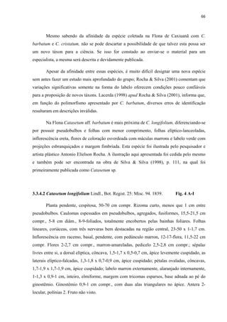 66 
 
Mesmo sabendo da afinidade da espécie coletada na Flona de Caxiuanã com C.
barbatum e C. cristatum, não se pode descartar a possibilidade de que talvez esta possa ser
um novo táxon para a ciência. Se isso for constado ao enviar-se o material para um
especialista, a mesma será descrita e devidamente publicada.
Apesar da afinidade entre essas espécies, é muito difícil designar uma nova espécie
sem antes fazer um estudo mais aprofundado do grupo; Rocha & Silva (2001) comentam que
variações significativas somente na forma do labelo oferecem condições pouco confiáveis
para a proposição de novos táxons. Lacerda (1998) apud Rocha & Silva (2001), informa que,
em função do polimorfismo apresentado por C. barbatum, diversos erros de identificação
resultaram em descrições inválidas.
Na Flona Catasetum aff. barbatum é mais próxima de C. longifolium, diferenciando-se
por possuir pseudobulbos e folhas com menor comprimento, folhas elíptico-lanceoladas,
inflorescência ereta, flores de coloração esverdeada com máculas marrons e labelo verde com
projeções esbranquiçados e margem fimbriada. Esta espécie foi ilustrada pelo pesquisador e
artista plástico Antonio Elielson Rocha. A ilustração aqui apresentada foi cedida pelo mesmo
e também pode ser encontrada na obra de Silva & Silva (1998), p. 111, na qual foi
primeiramente publicada como Catasetum sp.
3.3.4.2 Catasetum longifolium Lindl., Bot. Regist. 25: Misc. 94. 1839. Fig. 4 A-I
Planta pendente, cespitosa, 50-70 cm compr. Rizoma curto, menos que 1 cm entre
pseudobulbos. Caulomas espessados em pseudobulbos, agregados, fusiformes, 15,5-21,5 cm
compr., 5-8 cm diâm., 8-9-foliados, totalmente encobertos pelas bainhas foliares. Folhas
lineares, coriáceas, com três nervuras bem destacadas na região central, 23-50 x 1-1,7 cm.
Inflorescência em racemo, basal, pendente, com pedúnculo marron, 12-17-flora, 11,5-22 cm
compr. Flores 2-2,7 cm compr., marron-amareladas, pedicelo 2,5-2,8 cm compr.; sépalas
livres entre si, a dorsal elíptica, côncava, 1,5-1,7 x 0,5-0,7 cm, ápice levemente cuspidado, as
laterais elíptico-falcadas, 1,3-1,8 x 0,7-0,9 cm, ápice cuspidado; pétalas ovaladas, côncavas,
1,7-1,9 x 1,7-1,9 cm, ápice cuspidado; labelo marron externamente, alaranjado internamente,
1-1,3 x 0,9-1 cm, inteiro, elmiforme, margem com tricomas esparsos, base adnada ao pé do
ginostêmio. Ginostêmio 0,9-1 cm compr., com duas alas triangulares no ápice. Antera 2-
locular, polínias 2. Fruto não visto.
 