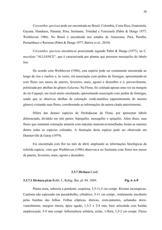70 
 
Coryanthes speciosa pode ser encontrada no Brasil, Colombia, Costa Rica, Guatemala,
Guyana, Honduras, Panamá, Peru, Suriname, Trinidad e Venezuela (Pabst & Dungs 1977;
Werkhoven 1986). No Brasil é encontrada nos estados de Amazonas, Pará, Paraíba,
Pernambuco e Roraima (Pabst & Dungs 1977; Barros et al., 2010).
Coryanthes speciosa encontra-se posicionada segundo Pabst & Dungs (1977), na C.
maculata “ALLIANCE”, que é caracterizada por plantas que possuem mesoquilio do labelo
liso.
De acordo com Werkhoven (1986), esta espécie pode ser comumente encontrada ao
longo de rios e riachos e, às vezes, em associação com jardins de formigas, apresentando-se
com flores nos meses de janeiro, fevereiro, maio, agosto e dezembro e é, provavelmente,
polinizada por abelhas do gênero Eulaema. Na Flona, foi coletada apenas uma vez na margem
do rio Caquajó, em local muito ensolarado, apresentando associação com jardim de formigas,
sendo que se observou abelhas de coloração verde-metálica (aparentemente do mesmo
gênero) visitando suas flores, corroborando as informações da autora citada anteriormente.
Difere das demais espécies de Orchidaceae da Flona, por apresentar labelo
diferenciado, dividido em três partes: hipoquílio, mesoquílio e epiquílio. Além disso, suas
flores que ostentam coloração amarela com máculas marrom-avermelhadas foram as maiores
dentre todas as espécies coletadas. A ilustração desta espécie pode ser observada em
Dunsterville & Garay (1979).
Foi encontrada com flor no mês de abril, ampliando as informações fenológicas da
referida espécie, visto que Werkhoven (1986) observou-a no Suriname com flores nos meses
de janeiro, fevereiro, maio, agosto e dezembro.
3.3.7 Dichaea Lindl.
3.3.7.1 Dichaea picta Rchb. f., Refug. Bot. pl. 84. 1869. Fig. 6 A-F
Planta ereta, subereta a pendente, cespitosa, 5,5-11,5 cm compr. Rizoma inconspicuo.
Cauloma não espessado em pseudobulbo, cilíndrico, 5-11 cm compr., totalemente encoberto
pelas bainhas das folhas. Folhas elípticas, dísticas, ereto-patentes, achatadas dorsi-
ventralmente, margem inteira, ápice agudo, 1,3-2 x 2-4 mm, base articulada com bainha
amplexicaule, 5-9 mm compr. Infloresência solitária, axilar, 1-flora, 1,5-2 cm compr. Flores
 