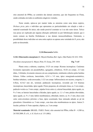 72 
 
sítio amostral do PPBio, ao contrário das demais amostras, que são frequentes no Flona,
sendo coletadas em todos os ambientes alagáveis visitados.
Neste estudo, optou-se por manter todas as amostras como uma única espécie,
Dichaea picta, pois o indivíduo que apresentou as particularidades em relação a todo o
material examinado foi único, não sendo possível constatar se é ou não outro táxon. Talvez
isso possa ser explicado por alguma alteração ambiental ou por hibridização natural, que é
muito comum na família Orchidaceae e nas demais monocotiledôneas. Entretanto, a
possibilidade desse indivíduo ser uma outra espécie ou apenas uma variedade de D. picta, não
pode ser descartada.
3.3.8 Dimerandra Schltr.
3.3.8.1 Dimerandra emarginata (G. Meyer) Hoehne, Bol. Agric. (São Paulo) 34: 618. 1934.
Oncidium emarginatum G. Meyer, Prim. Fl. Esseq. 259. 1818. Fig. 7 A-F
Planta ereta a subereta, cespitosa, 15-25 cm compr. Rizoma inconspícuo. Caulomas
levemente espessados em pseudobulbos, agregados, cilíndricos, 10-26 cm compr., 2-3 mm
diâm., 5-foliados, levemente sinuosos em seu comprimento, totalmente cobertos pelas bainhas
foliares. Folhas coriáceas, lanceoladas, 4,5-8 x 3-5 mm, ápice emarginado-assimétrico,
bainhas tubulares, verde-arroxeadas, 1-3,5 cm compr. Inflorescência em racemo, congesta, 1-
6-flora, 4,5-6,5 mm alt., terminal, pedúnculo inconspícuo, revestido por 3-4 brácteas
inconspícuas, lanceoladas, ápice agudo. Flores pequenas, de coloração rósea, ca. 2 cm compr.,
pedicelo+ovário ca. 5 mm compr.; sépalas livres entre si, a dorsal lanceolada, ápice agudo, ca.
9 x 3 mm, as laterais lanceoladas a falcadas, ápice agudo, ca. 1,1 x 3 mm; pétalas obovaladas,
ápice agudo, ca. 9 x 3 mm; labelo membranáceo, obtrulado, inteiro, ca. 8 x 3 mm, disco com
calos semi-circulares próximo a base, ápice acuminado, base atenuada adnada ao pé do
ginostêmio. Ginostêmio ca. 5 mm compr., com duas alas membranáceas no ápice. Antera 2-
locular, polínias 4. Fruto capsular, elíptico, ca. 3 cm compr.
Material examinado: BRASIL. PARÁ: Portel, sítio amostral do PPbio, trilha D – 4.300 m,
26.VIII.2009, fl. e fr., A. K. Koch et al. 151 (MG).
 