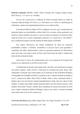 74 
 
Material examinado: BRASIL. PARÁ: Portel, Caxiuanã, Rio Caquajó, margem direita,
08.IV.2010, fl., A. K. Koch et al. 194 (MG).
Encyclia aff. yauaperyensis é endêmica do Brasil ocorrendo apenas no estado do
Amazonas (Pabst & Dungs 1975; Silva et al. 1995; Barros et al. 2010), se a identificação for
confirmada, a espécie será registrada pela primeira vez no estado do Pará.
É alocada por Pabst & Dungs (1975) no subgênero Encyclia, que é caracterizado por
apresentar plantas com pseudobulbos ovóides, labelo livre ou quase, coluna geralmente com
aurícolas e antera achatada com quina, às vezes com duas excrescências em forma de chifre.
Ainda de acordo com os autores supracitados, perntence à E. yauaperyensis “ALLIANCE”,
que é composta por plantas com lobo mediano do labelo agudo ou obtrulado.
Esta espécie diferencia-se das demais Orchidaceae da Flona por apresentar
pseudobulbos ovalados e 2-foliados. Assemelha-se A Encyclia diurna, pela quantidade e
consistência das folhas, diferenciando-se desta por apresentar pedúnculo da inflorescência
muito mais curto, com número menor de flores, pela forma linear das folhas e também pela
forma do lobo terminal do labelo.
Assim como E. diurna, foi coletada apenas uma vez na margem do rio Caquajó, bem
exposta ao sol e apresentou-se com flor no mês de abril.
A identificação da amostra aqui tratada ainda é duvidosa, pois apresentava-se apenas
com botões imaturos, sendo inviável a observação da coloração das peças florais. Mas,
comparando a ilustração aqui confeccionada com as pranchas da obra de Barbosa Rodrigues
(“Iconographie des Orchidées du Brésil”), percebeu-se que o material analisado assemelha-se
com E. yauaperyensis (Barb. Rodr.) Pôrto & Brade, sendo a única a apresentar labelo 3-
lobado e disco com calo inteiriço sulcado longitudinalmente, desde a base até o ápice do lobo
mediano. A espécie aqui tratada, também apresenta labelo com lobos laterais menores e lobo
mediano sub-ovalado. Portanto, sabendo dessa semelhança da amostra proveniente da Flona
com a espécie ilustrada por Barbosa Rodrigues, optou-se por manter o material examinado
neste estudo como Encyclia aff. yauaperyensis.
3.3.9.2 Encyclia diurna (Jacq.) Schltr., Repert. Spec. Nov. Regni Veg. Beih. 6: 74. 1919.
Limodorum diurnum Jacq., Collectanea 4: 107. 1786. Fig. 9 A-H
 