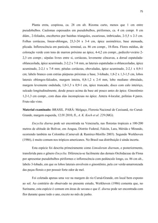 75 
 
Planta ereta, cespitosa, ca. 28 cm alt. Rizoma curto, menos que 1 cm entre
pseudobulbos. Caulomas espessados em pseudobulbos, piriformes, ca. 4 cm compr. 8 cm
diâm., 2-foliados, encobertos por bainhas triangules, escariosas, imbricadas, 2-5,5 x 2-3 cm.
Folhas coriáceas, linear-oblongas, 23,3-24 x 3-4 cm, ápice assimétrico, base atenuada,
plicada. Inflorescência em panícula, terminal, ca. 86 cm compr., 18-flora. Flores médias, de
coloração verde com tons de marron próximo ao ápice, 4-4,2 cm compr., pedicelo+ovário 2-
2,3 cm compr.; sépalas livres entre si, coriáceas, levemente côncavas, a dorsal espatulada-
oblanceolada, ápice acuminado, 2-2,2 x 7-8 mm, as laterais espatuladas a oblanceoladas, ápice
acuminado, 2-2,1 x 7-8 mm; pétalas coriáceas, obovaladas, ápice acuminado, 2-2,1 x 0,9-1
cm; labelo branco com estrias púrpuras próximas a base, 3-lobado, 1,8-2 x 1,3-1,5 cm, lobos
laterais oblongos-falcados, margem inteira, 0,8-1,2 x 2-4 mm, lobo mediano obtrulado,
margem levemente ondulada, 1,0-1,3 x 0,9-1 cm, ápice truncado, disco com calo inteiriço,
sulcado longitudinalmente, desde pouco acima da base até pouco antes do ápice. Ginostêmio
1,2-1,3 cm compr., com duas alas inconspícuas no ápice. Antera 4-locular, polínias 4 pares.
Fruto não visto.
Material examinado: BRASIL. PARÁ: Melgaço, Floresta Nacional de Caxiuanã, rio Curuá-
Grande, margem esquerda, 12.IV.2010, fl., A. K. Koch et al. 229 (MG).
Encyclia diurna pode ser encontrada na Venezuela, nas florestas tropicais a 100-200
metros de altitude de Bolívar, em Aragua, Distrito Federal, Falcón, Lara, Mérida e Mirando,
ocorrendo também na Colombia (Carnevali & Ramírez-Morillo 2003). Segundo Werkhoven
(1986), é muito comum nos trópicos americanos. No Brasil sua distribuição é ainda incerta.
Esta espécie foi descrita primeiramente como Limodorum diurnum, e posteriormente,
transferida para o gênero Encyclia. Diferencia-se facilmente das demais Orchidaceae da Flona
por apresentar pseudobulbos piriformes e inflorescência com pedúnculo longo, ca. 86 cm alt.,
labelo 3-lobado, em que os lobos laterais envolvem o ginostêmio, pela cor verde-amarronzada
das peças florais e por possuir forte odor de mel.
Foi coletada apenas uma vez na margem do rio Curuá-Grande, em local bem exposto
ao sol. Ao contrário do observado no presente estudo, Werkhoven (1986) comenta que, no
Suriname, esta espécie é comum em áreas de savana e que E. diurna pode ser encontrada com
flor durante quase todo o ano, exceto no mês de junho.
 