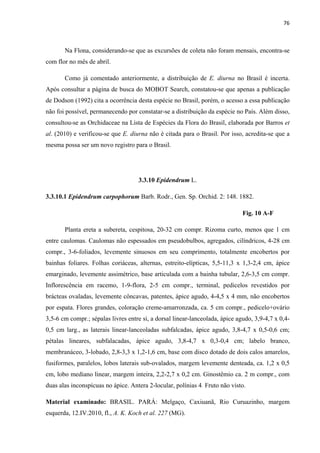 76 
 
Na Flona, considerando-se que as excursões de coleta não foram mensais, encontra-se
com flor no mês de abril.
Como já comentado anteriormente, a distribuição de E. diurna no Brasil é incerta.
Após consultar a página de busca do MOBOT Search, constatou-se que apenas a publicação
de Dodson (1992) cita a ocorrência desta espécie no Brasil, porém, o acesso a essa publicação
não foi possível, permanecendo por constatar-se a distribuição da espécie no País. Além disso,
consultou-se as Orchidaceae na Lista de Espécies da Flora do Brasil, elaborada por Barros et
al. (2010) e verificou-se que E. diurna não é citada para o Brasil. Por isso, acredita-se que a
mesma possa ser um novo registro para o Brasil.
3.3.10 Epidendrum L.
3.3.10.1 Epidendrum carpophorum Barb. Rodr., Gen. Sp. Orchid. 2: 148. 1882.
Fig. 10 A-F
Planta ereta a subereta, cespitosa, 20-32 cm compr. Rizoma curto, menos que 1 cm
entre caulomas. Caulomas não espessados em pseudobulbos, agregados, cilíndricos, 4-28 cm
compr., 3-6-foliados, levemente sinuosos em seu comprimento, totalmente encobertos por
bainhas foliares. Folhas coriáceas, alternas, estreito-elípticas, 5,5-11,3 x 1,3-2,4 cm, ápice
emarginado, levemente assimétrico, base articulada com a bainha tubular, 2,6-3,5 cm compr.
Inflorescência em racemo, 1-9-flora, 2-5 cm compr., terminal, pedicelos revestidos por
brácteas ovaladas, levemente côncavas, patentes, ápice agudo, 4-4,5 x 4 mm, não encobertos
por espata. Flores grandes, coloração creme-amarronzada, ca. 5 cm compr., pedicelo+ovário
3,5-6 cm compr.; sépalas livres entre si, a dorsal linear-lanceolada, ápice agudo, 3,9-4,7 x 0,4-
0,5 cm larg., as laterais linear-lanceoladas subfalcadas, ápice agudo, 3,8-4,7 x 0,5-0,6 cm;
pétalas lineares, subfalacadas, ápice agudo, 3,8-4,7 x 0,3-0,4 cm; labelo branco,
membranáceo, 3-lobado, 2,8-3,3 x 1,2-1,6 cm, base com disco dotado de dois calos amarelos,
fusiformes, paralelos, lobos laterais sub-ovalados, margem levemente denteada, ca. 1,2 x 0,5
cm, lobo mediano linear, margem inteira, 2,2-2,7 x 0,2 cm. Ginostêmio ca. 2 m compr., com
duas alas inconspícuas no ápice. Antera 2-locular, polínias 4. Fruto não visto.
Material examinado: BRASIL. PARÁ: Melgaço, Caxiuanã, Rio Curuazinho, margem
esquerda, 12.IV.2010, fl., A. K. Koch et al. 227 (MG).
 